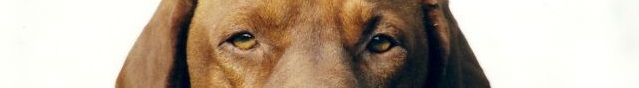 Gundog