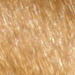 Picture of Vizsla hair